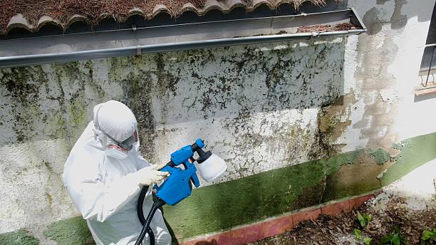 Top rated local Mold Removal specialists in Topinabee, MI